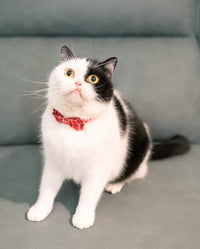 Cat Collar Breakaway Bowtie Safety with Bell Adjustbale Kitten Puppy - J-[2pcs] Red - image 2