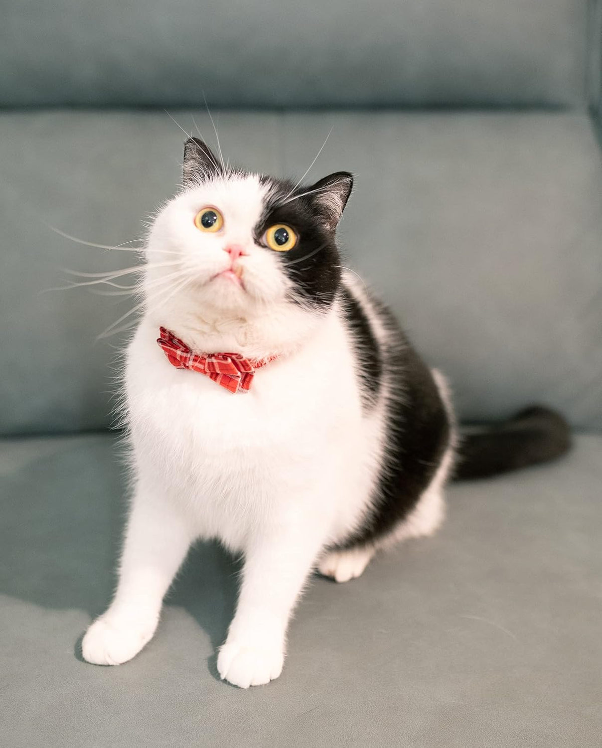 Cat Collar Breakaway Bowtie Safety with Bell Adjustbale Kitten Puppy - J-[2pcs] Red - image 2