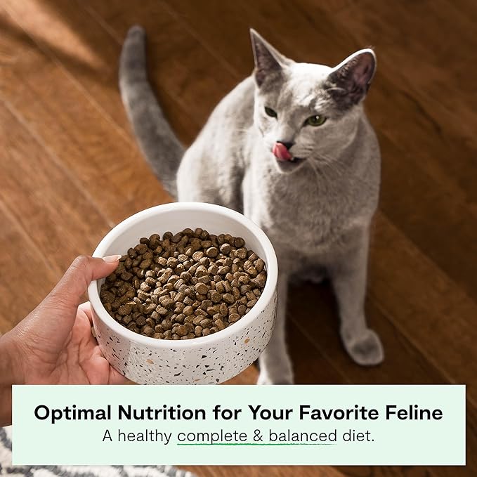 Open Farm, Grain Free Dry Cat Food, High-Protein Kibble for a Complete & Balanced Diet, Non-GMO Fruits & Vegetables, Prebiotic Fibers to Support Digestion, Wild-Caught Salmon Recipe, 8lb Bag