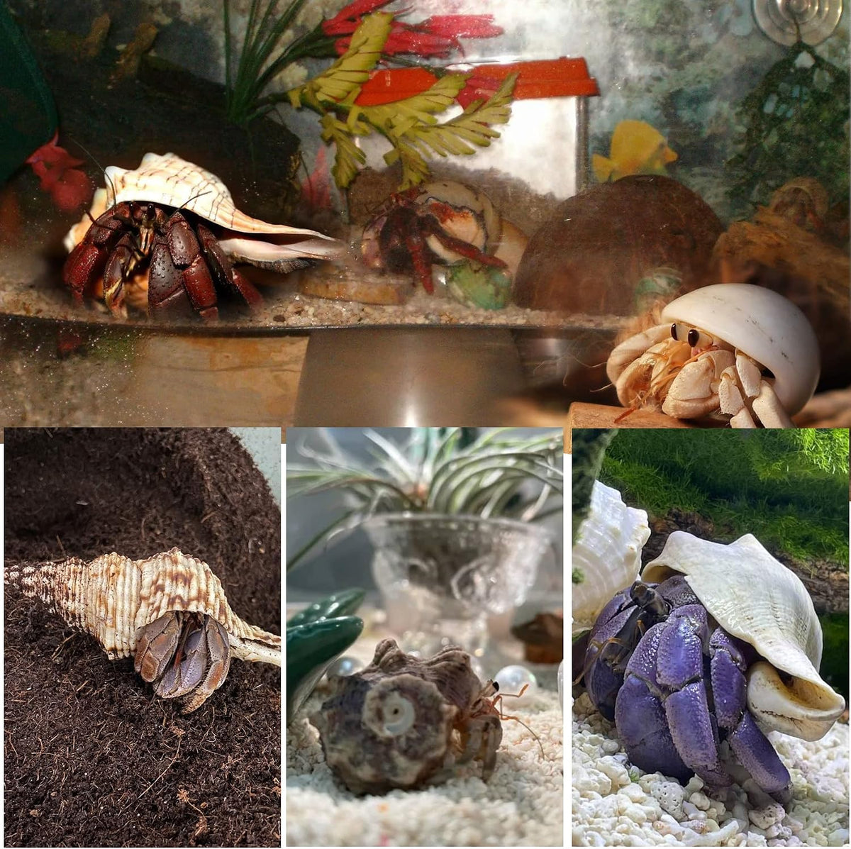 21PCS Hermit Crab Shells Medium Small 1.2"-3.9" Seashells - image 4