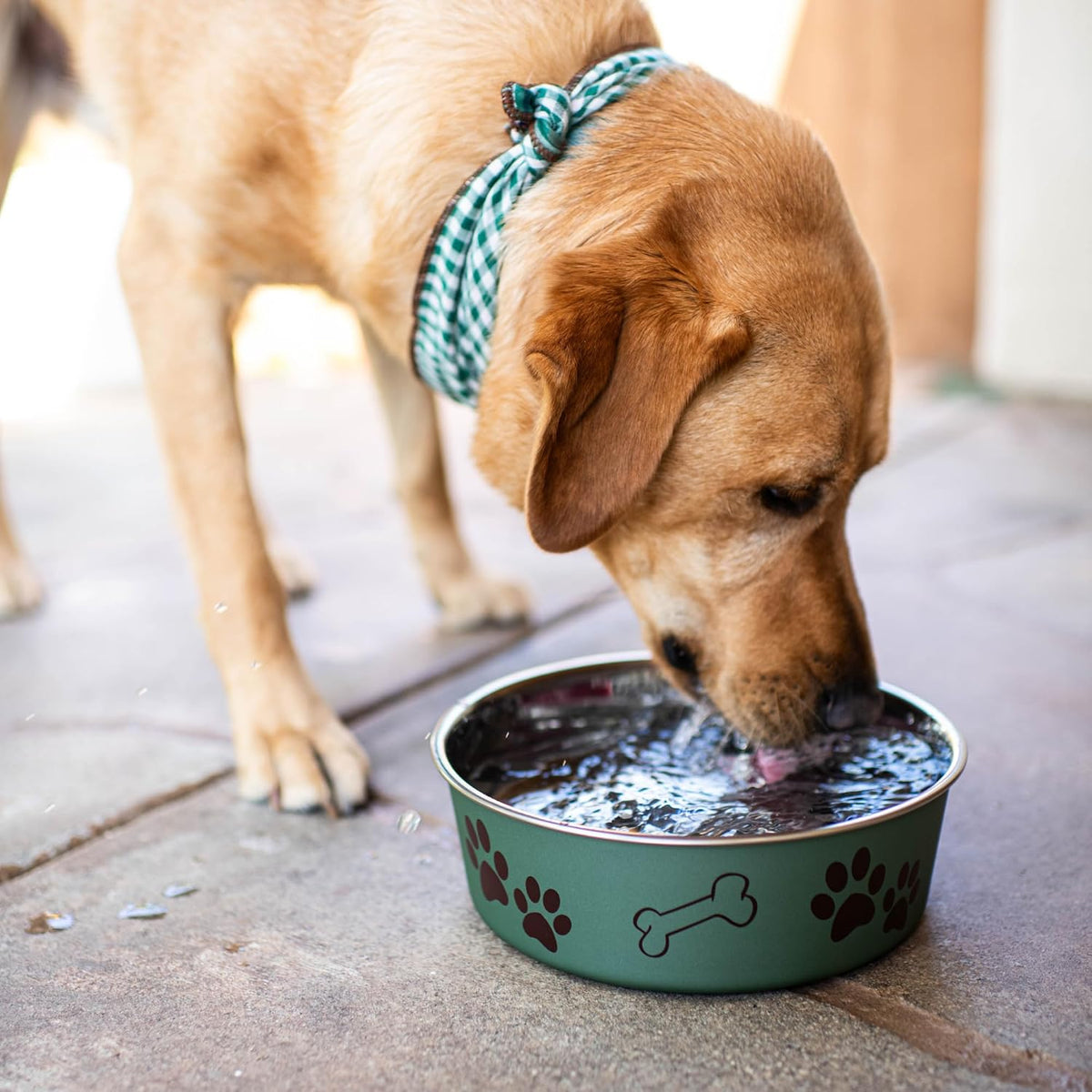 Loving Pets Bella Dog Bowls, Stainless Steel Dog & Cat Bowls - Artichoke / Medium (20-35lbs) - image 3