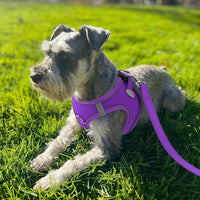 Joytale Step-in Dog Harness, Soft Breathable Mesh, Black S – Essentials for Dogs - S--Chest: 15-16.5'' / Purple - image 2