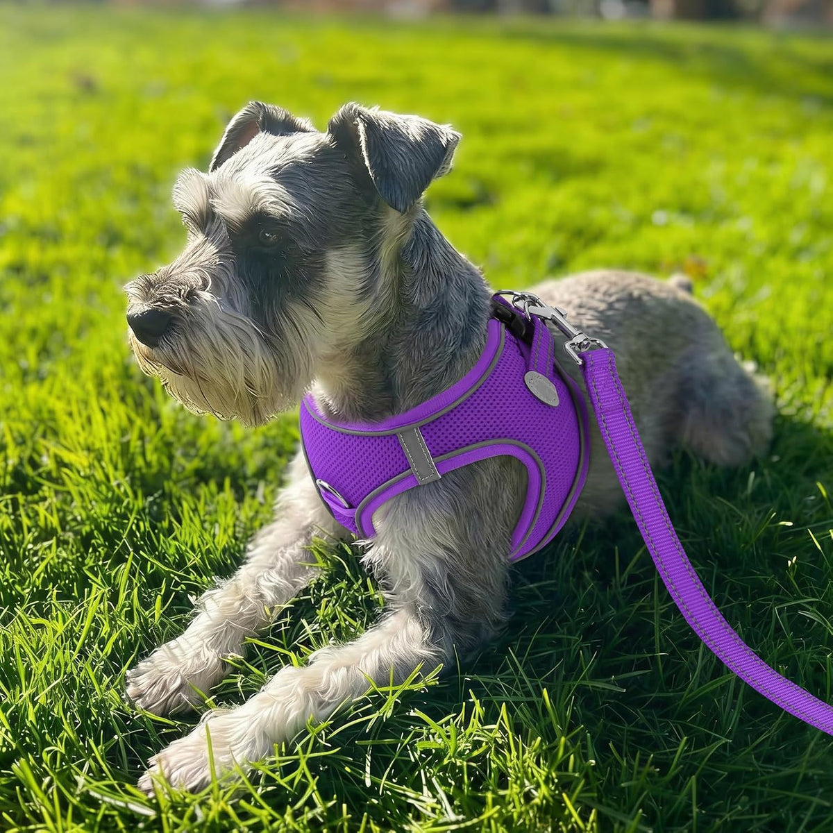 Joytale Step-in Dog Harness, Soft Breathable Mesh, Black S – Essentials for Dogs - S--Chest: 15-16.5'' / Purple - image 2