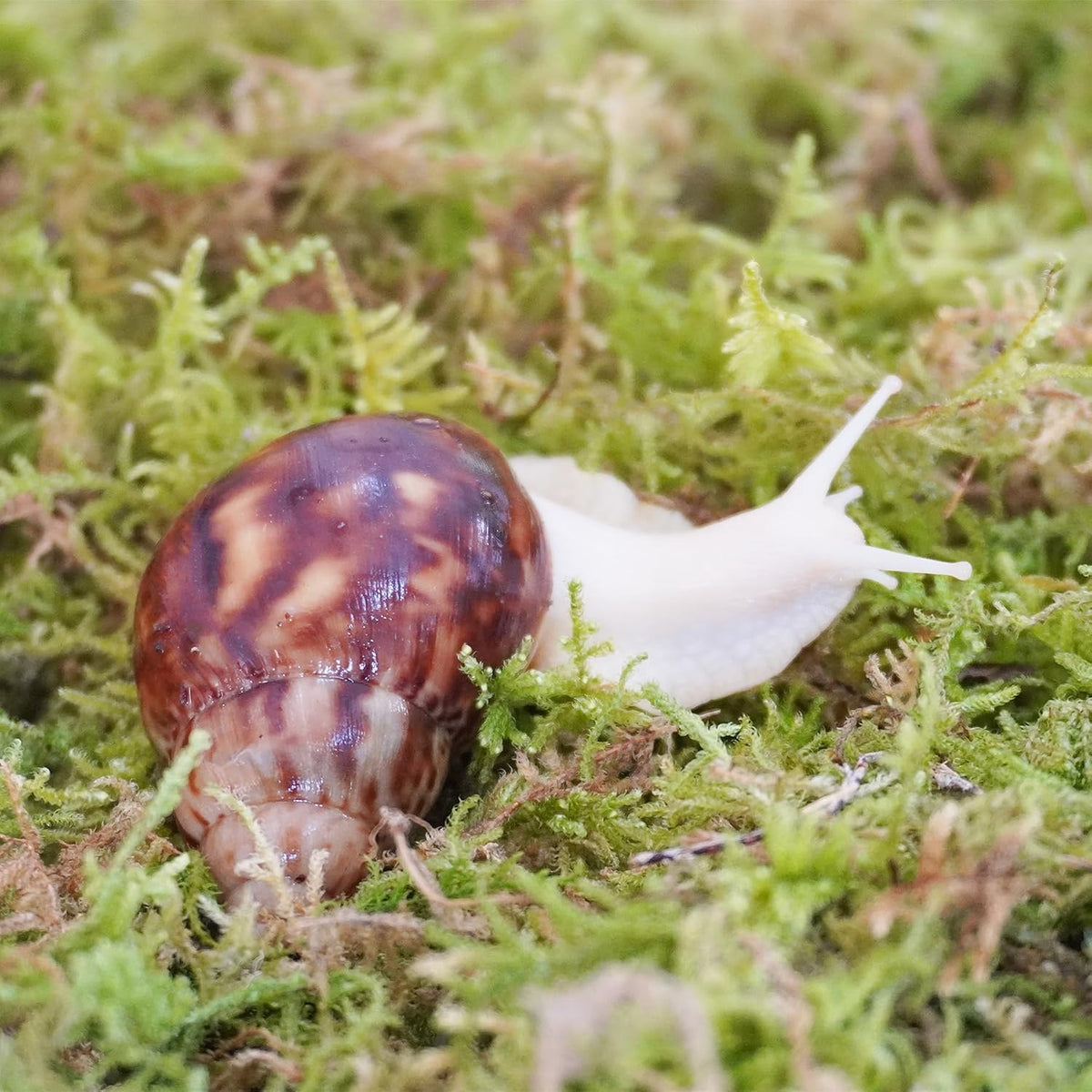 Natural Moss for Pet Snails - image 2