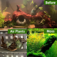 Tfwadmx Natural Driftwood for Aquarium Decor 5-8" Fish Reptile Tank - S: 4 Pack(5 - 8 inches) - image 4