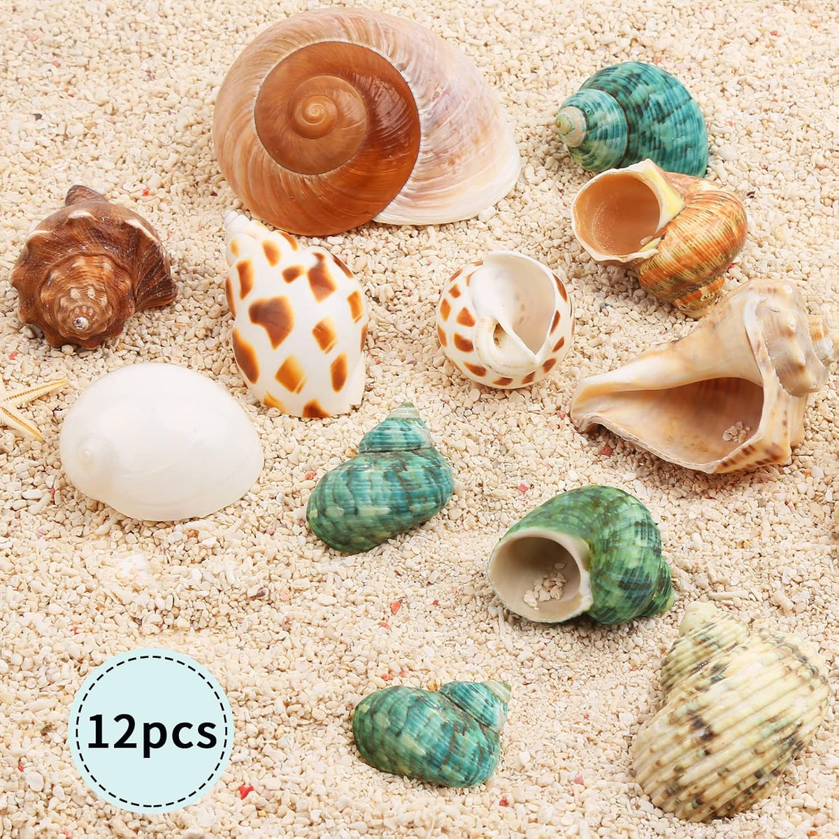 12PCS Hermit Crab Shells Medium and Large Growth Turbo Seashells - image 2