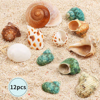 12PCS Hermit Crab Shells Medium and Large Growth Turbo Seashells - image 2