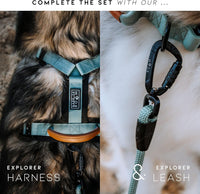 MADE TO ROAM Explorer Dog Collar - Texas Flair / Size 2 - image 3