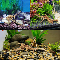 Aquarium Driftwood Reptile Branches Wood Natural Spiderwood Driftwood - 11 Pcs - image 4