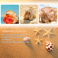 WEOXPR 12 Pcs Hermit Crab Shells Turbo 0.6-2in - image 3