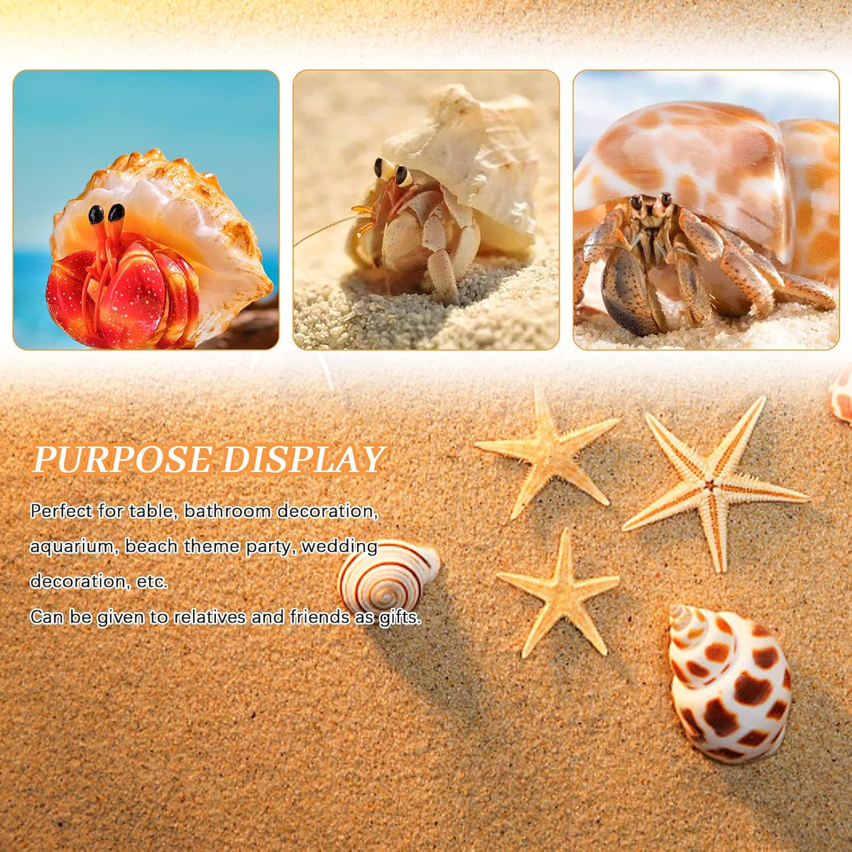 WEOXPR 12 Pcs Hermit Crab Shells Turbo 0.6-2in - image 3