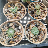 5LB Coarse Sand, Colored Rocks Pebbles - 10LB / 8-12MM - image 2