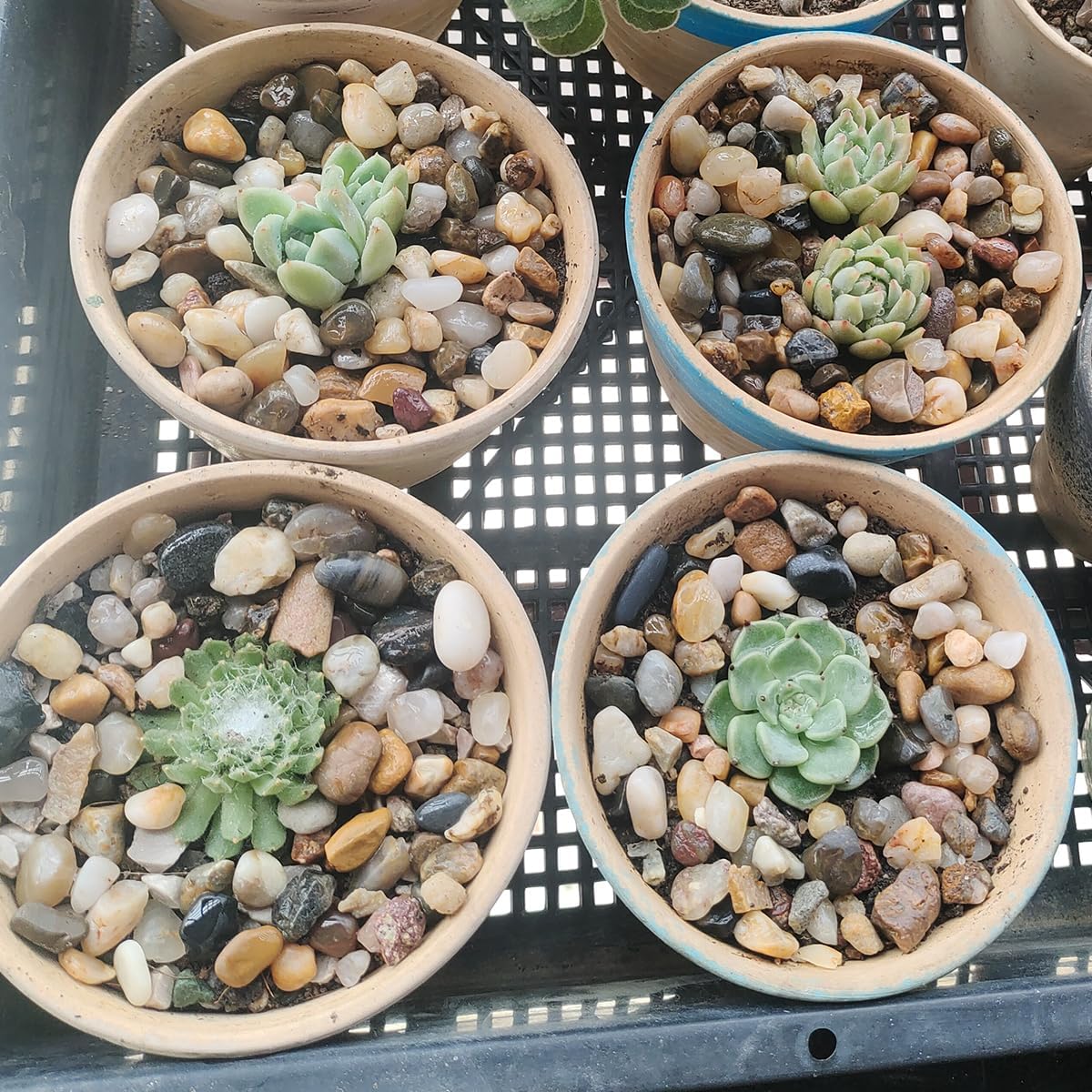 5LB Coarse Sand, Colored Rocks Pebbles - 10LB / 8-12MM - image 2