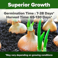 HOME GROWN 𝗨𝗦𝗔 𝗣𝗥𝗘𝗠𝗜𝗨𝗠 8 Onion Seeds for Planting – 1,600 Heirloom 𝗡𝗢𝗡-𝗚𝗠𝗢 Vegetable Seeds – Grow Sweet, Yellow, Red, Spanish, Green & Vidalia Onions in Outdoor or Indoor Home Garden