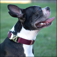 Country Brook Petz - Premium Nylon Dog Collar with Metal Buckle for Small Medium Large Breeds - 30+ - Small (Pack of 1) / Burgundy - image 3