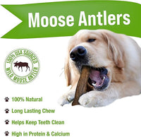 Buck Bone Organics Dog Chews, Moose Antlers for Dogs, Long Lasting Dog Bones for Aggressive Chewers, All Natural, No Preservatives, Wild Shed in The USA (Large)