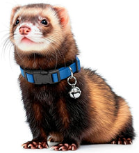 Marshall Pet Ferret Bell Collar Royal Blue – Essentials for Small Pets - Blue