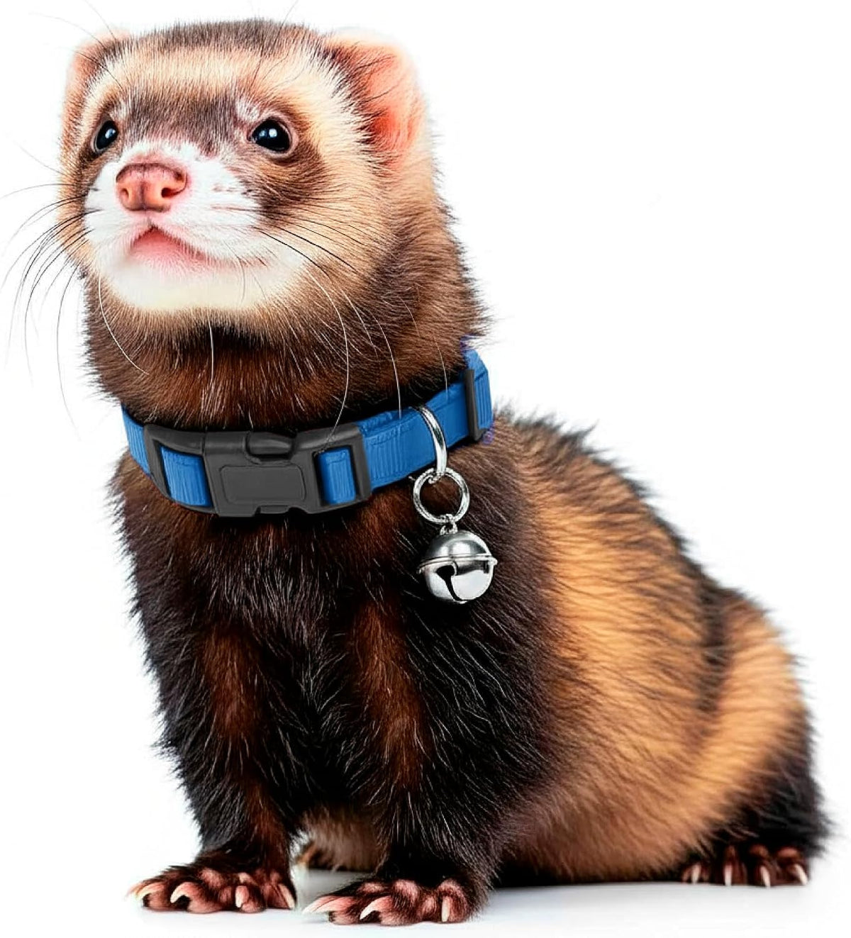 Marshall Pet Ferret Bell Collar Royal Blue – Essentials for Small Pets - Blue