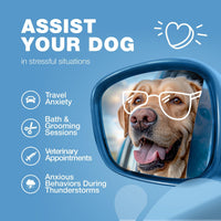 Hemp Calming Chews for Dogs Anxiety Relief L-Theanine & Chamomile