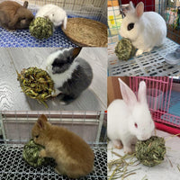 Get Your Furry Friends Hopping with Our Timothy Grass Chew Ball – Perfect Playtime for Bunnies, Hamsters, and Guinea Pigs! 🐰🐹🥳 - BIG FRENCHIES