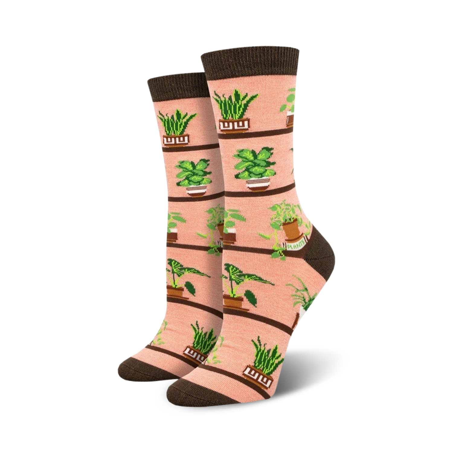 Houseplants Bamboo