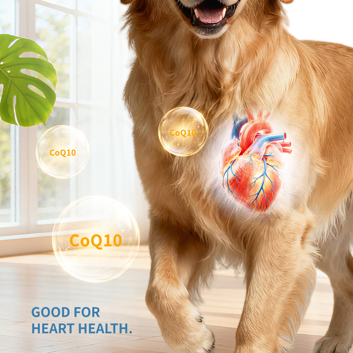 Only Self Pickup---Various Multivitamins For Dogs