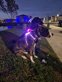 LED Dog Harness