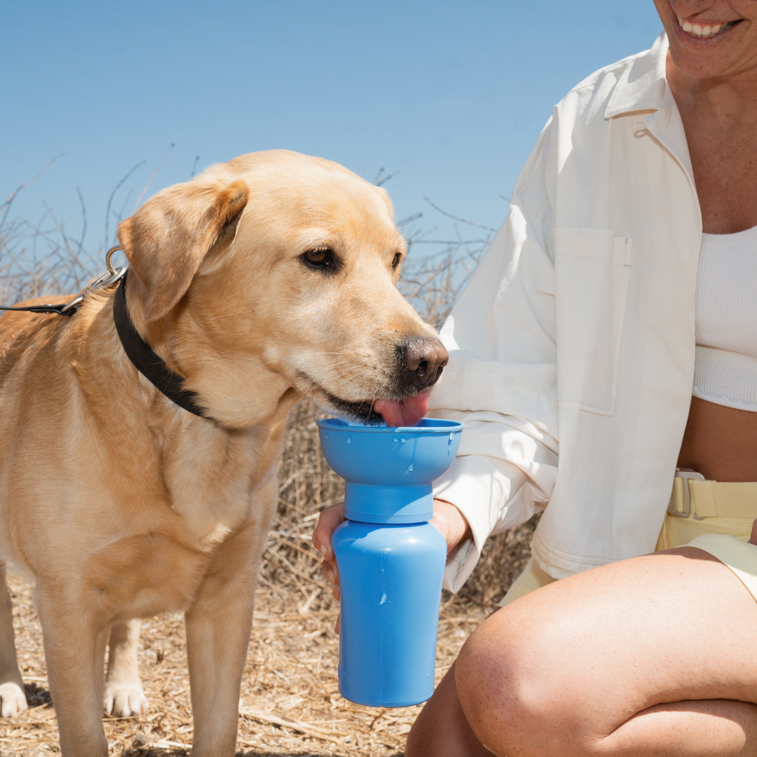 20oz Flip Dog Travel Water Bottle - BIG FRENCHIES