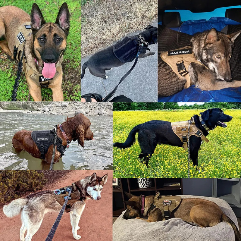 Large Dog Harness & Leash Set – Training Vest for Big Breeds - BIG FRENCHIES