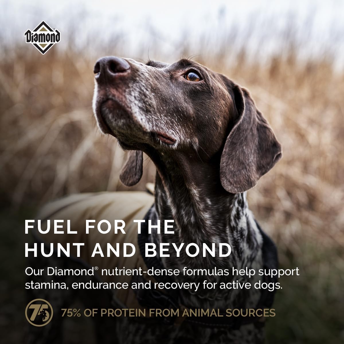 Diamond Premium All Life Stages Dry Dog Food 26/18 Active Sporting Dogs 55lbs.