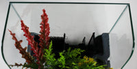 1.85 Gallons Glass Aquarium for Live Plants and Fish - BIG FRENCHIES