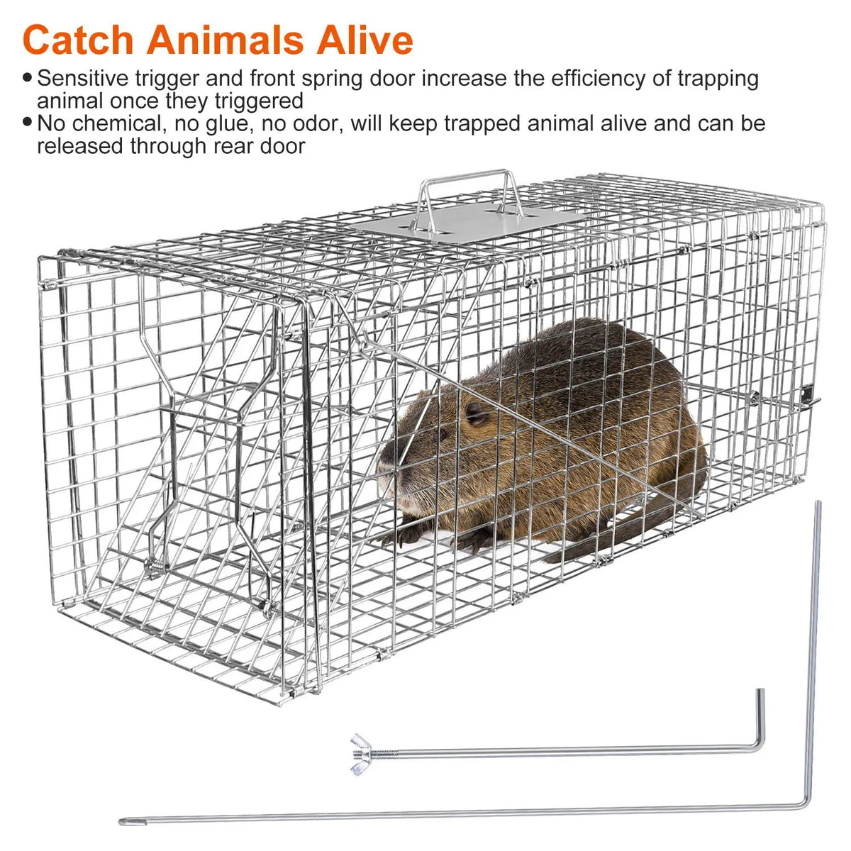 Humane Animal Trap Cage (30.51x11.02x11.81in) - Galvanized Sturdy Wire Mesh, Sensitive Trigger & Dual Doors, Handle Guar