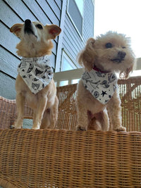 "Adventure" Dog Bandana