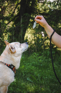 Happy Trout Pet Treats Freeze-Dried Little Trout for Dogs & Cats, 2 oz, Pack of 10
