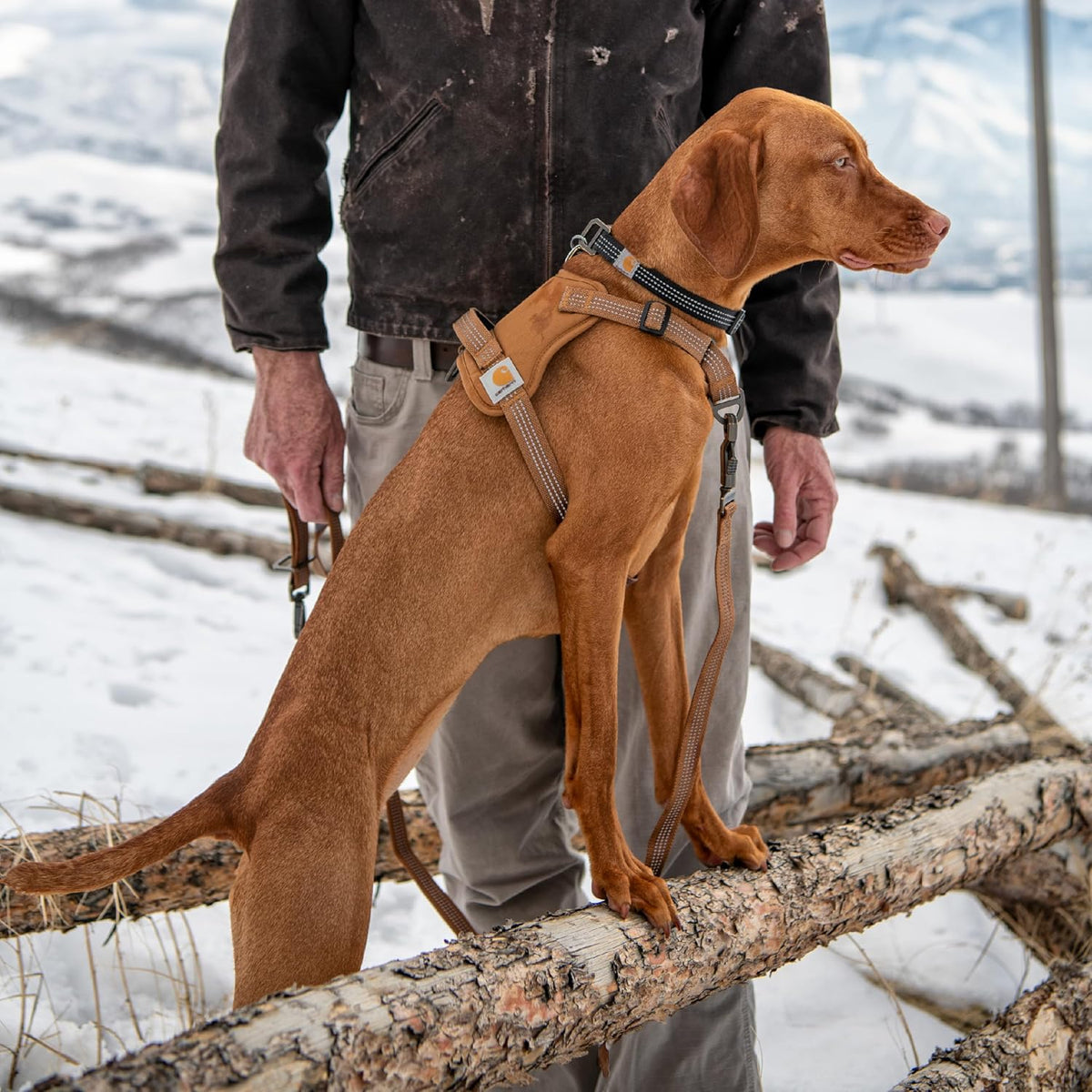 Carhartt Nylon Duck No Pull Dog Harness Deep Wine L – Essentials for Dogs - Faded Fatigue / Small - image 2