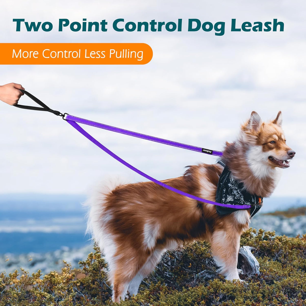 Two Point Control Dog Leash, No Tangle Training Walking Leashes – Essentials for Dogs - Purple - image 2
