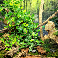 HERCOCCI Reptile Plants, 2 Pack Terrarium Hanging Plants Vines Artificial Leaves Habitat - 2 Pack - image 3