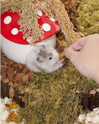 Niteangel Small Animal Snack & Treats - Small Critter Natural Treat for Dwarf Syrian Hamsters Gerbils Mice Sugar Glider Hedgehogs Chickens Birds (Freeze-Dried Dubia)