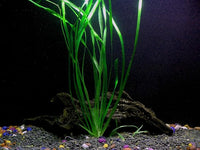 Discus-Warm Water Aquarium Plant Bundle