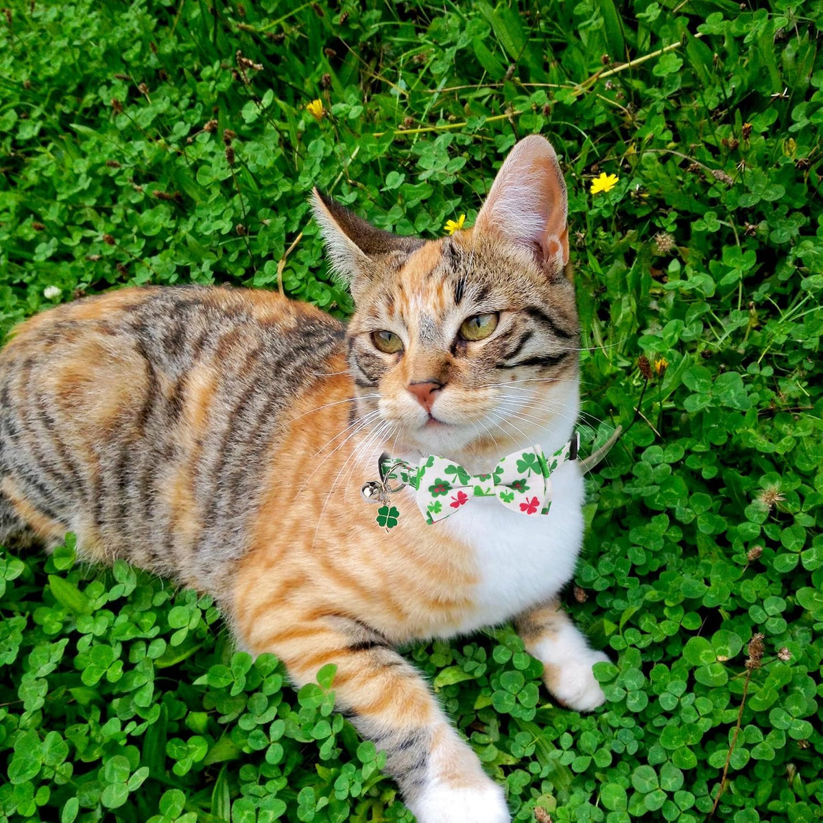 Fall Cat Collar with Bowtie - 7.5"- 10.5" / St. Patrick's Day - image 2