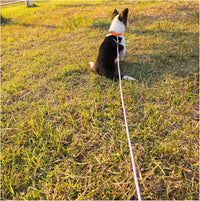 MayPaw Small Rope Dog Leash 6FT 8FT 10FT - 8ft*1/4" / purple - image 3