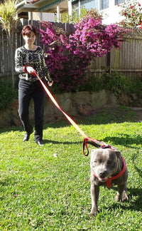 Dog Leash 6ft Long, Traffic Padded Two Handle, Heavy Duty - 6FT / Red - image 3