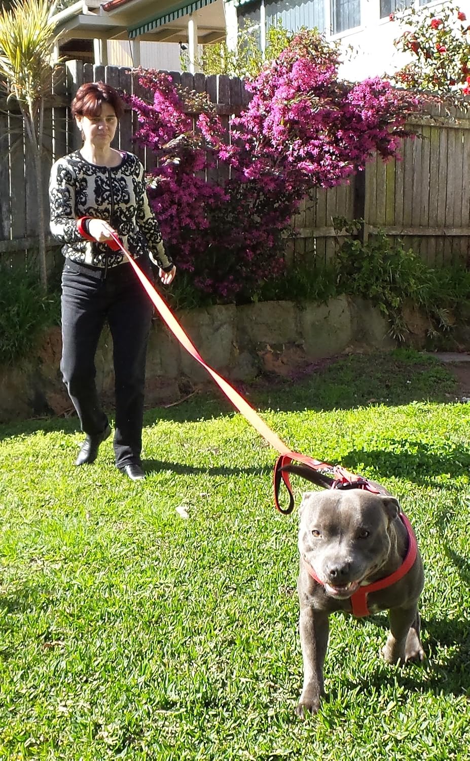 Dog Leash 6ft Long, Traffic Padded Two Handle, Heavy Duty - 6FT / Red - image 3
