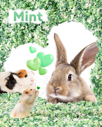 BUCATSTATE Hamster Bedding 15L, 99% Dust-Free Paper Bedding - Green / 15L - image 3