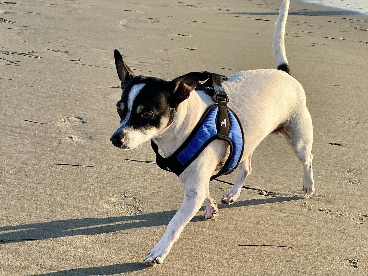 Gooby Escape Free Easy Fit Dog Harness, Step-in - Large chest (20.25~24.75") / Blue - image 2