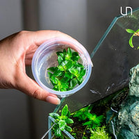 Ultum Nature Systems Staurogyne Repens Tissue Culture Live Plant for Aquarium, Aquascape, Freshwater Fish Tanks - 100% Snail Free in Vitro