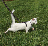 PetSafe Come With Me Kitty Harness and Bungee Cat Leash - Small (Pack of 1) / black/fawn - image 2