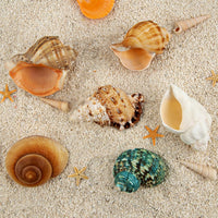6PCS Hermit Crab Shells Medium to Large 2.3"-3.5" Shells - image 2