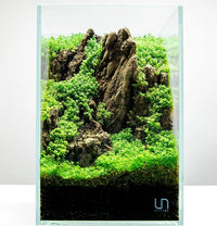 Ultum Nature Systems Dwarf Baby Tears Hemianthus Callitrichoides Cuba Tissue Culture Live Plant for Aquarium, Aquascape, Planted Freshwater Fish Tanks - 100% Snail Free in Vitro