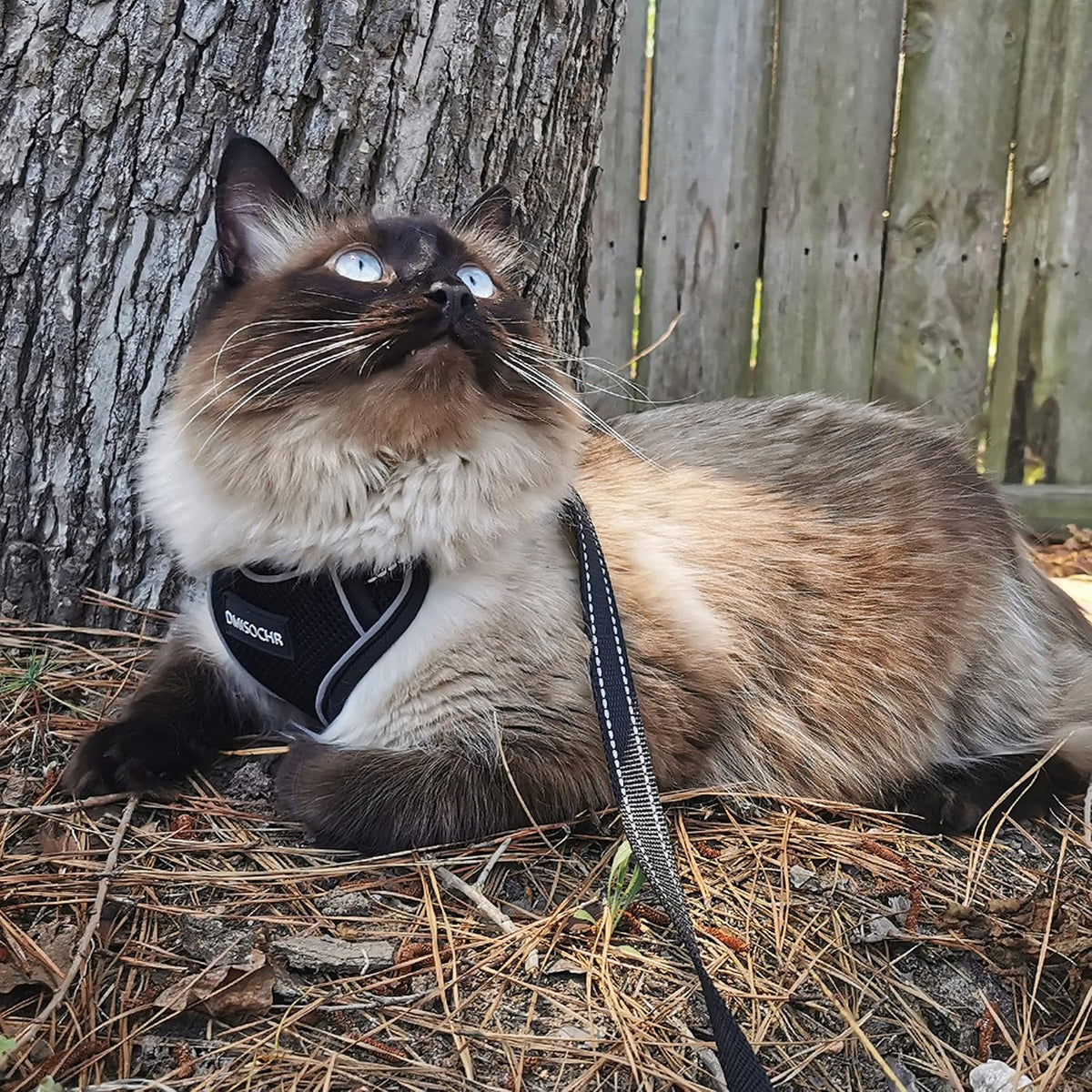 PAWNISAW Escape Proof Cat Harness and Leash Set for Walking - image 2